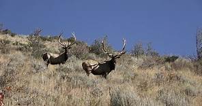20+ Trophy Elk Kill Shots with White Peaks Outfitters Idaho
