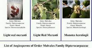 List of Angiosperms of Order Malvales Family Dipterocarpaceae dipterocarpus shorea vatica hopea