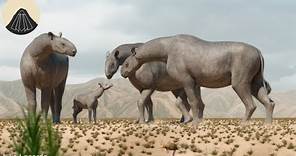 The Evolution of Rhinos