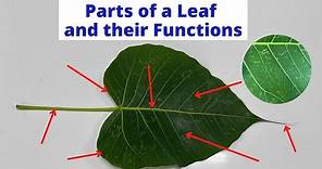 PARTS OF A LEAF | Leaf Parts and their Functions | Science Lesson