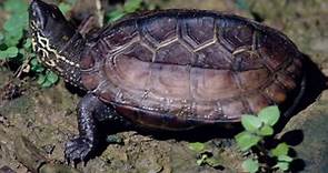 認識台灣的烏龜 - 就愛大自然-- - udn部落格