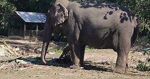 Kaziranga National Park| elephant at kaziranga|Elephas maximus|elephant