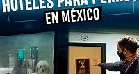 Así son los hoteles para perros en México