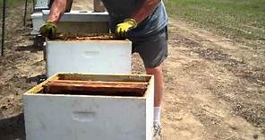 How to split a Beehive Easiest method by Tim Durham