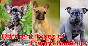 10 Different Types of French Bulldogs || French Bulldog Breeds