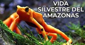 El Mundo Salvaje: La Selva Amazónica | Free Documentary Nature - Español