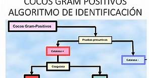 Cocos gram positivos: Algoritmo de identificación || Staphylococcus, Streptococcus, Enterococcus ||