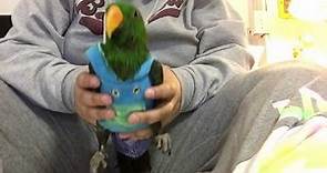 how to put on a avian fashions hoodie on your bird