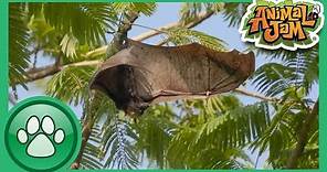 Wild Explorers - 3 Bat Facts!