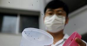 新加坡出奇招「以毒攻毒」：施放2億隻「蚊子部隊」消滅登革熱，細菌感染雄蚊造成「不孕」 - The News Lens 關鍵評論網