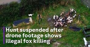 Exclusive footage shows how foxes are being illegally hunted by hounds