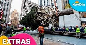El árbol de Navidad más famoso de Nueva York llega al Rockefeller Center | Hoy Día | Telemundo