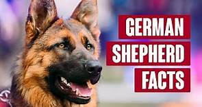 German Shepherd Everything You Need to Know