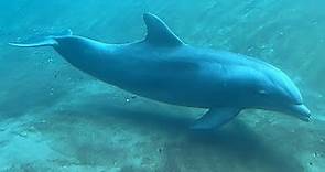 Dolphin Cove at SeaWorld Orlando