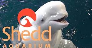 Shedd Aquarium (in Chicago) Tour & Review with The Legend