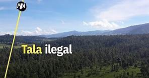 Él defiende el bosque de la tala ilegal en el Estado de México