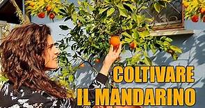 🍊🌱 Far germogliare il SEME del MANDARINO - Coltivare il Mandarino 👩🏼‍🌾