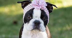 Meet the Boston Terrier History and Origin