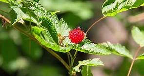 salmonberry - Rubus spectabilis. Identification and characteristics