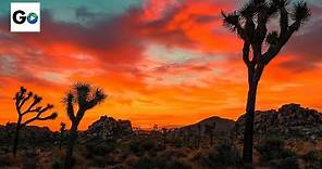 Joshua Tree National Park