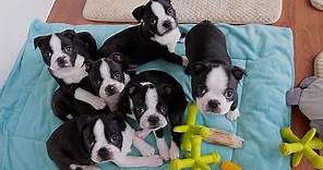 Boston Terrier Puppies - Week 6