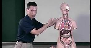 人體模型解剖簡介