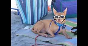 Golden Dog Inn, Dog Friendly Beach Rental, Topsail Beach North Carolina
