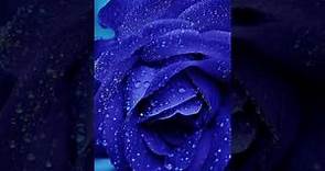 ¿Por qué se regalan flores azules este 3 de octubre? Este es su origen y significado en México