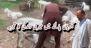 My Experience In Goat Farming | Goat Farming In Kashmir