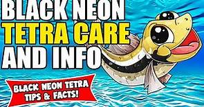Black Neon Tetra | All About The Black Neon Tetra | Black Neon Tetra Care Guide!