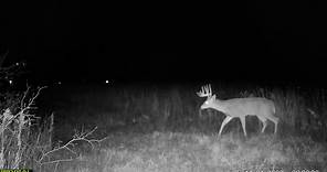 Rut Report Facts: Most... - North American Deer Hunter