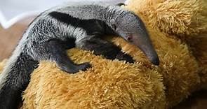 Baby giant anteater born at ZSL London Zoo