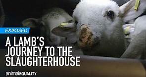 The Long Journey to Slaughter: The Transport of Lambs from Eastern Europe to Italy
