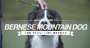 ALL ABOUT THE BERNESE MOUNTAIN DOG