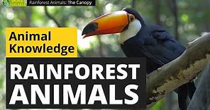 Rainforest Animals 🐅🌴 - Animals for Kids - Educational Video