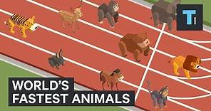 These are the world's fastest animals