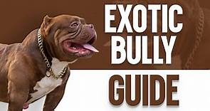 Exotic Bully – The Ultimate Guide
