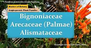 Bignoniaceae, Arecaceae (Palmae) & Alismataceae | Angiospermic Plant Families
