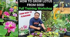 How To Grow Lotus From Seed | Full Training Workshop On Lotus And Water Lily | Seed To Flowering