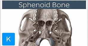 Sphenoid Bone - Definition, Location & Function - Human Anatomy | Kenhub