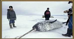 Narwals History (Narwhal facts)