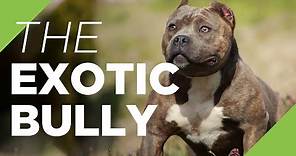 The Exotic Bully - The Ultimate Guide to the Exotics