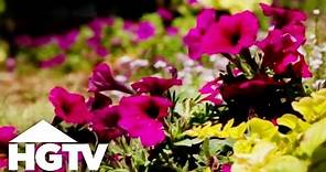 How to Plant Petunias | Gardening Tips | HGTV