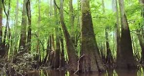 Congaree National Park