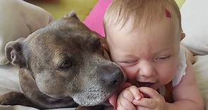 Affectionate Pit Bulls Love Their Human Family