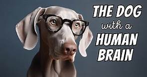 Weimaraner Facts: The Dog With a "Human Brain"