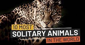 Top 10 Most Solitary Animals In The World