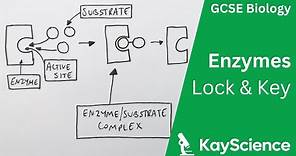 Lock & Key Theory of Enzymes - GCSE Biology | Kayscience.com