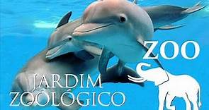 Lisbon Zoo - Dolphins - Portugal HD