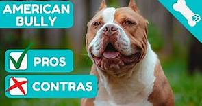 🐶 VENTAJAS y DESVENTAJAS de tener un AMERICAN BULLY ✅ PROS ❌ CONTRAS de Perro AMERICAN BULLY